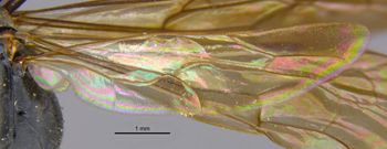 Media type: image;   Entomology 13649 Aspect: Wing hind